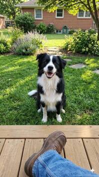 Jasper -  Australian Shepherd Dog for Adoption in Russiaville, Indiana - Jasper | PetCurious