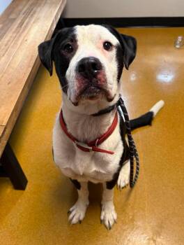 Rolly -  Pit Bull Terrier Dog for Adoption in Maryville, Missouri - Rolly | PetCurious