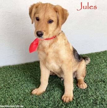 Jules -  German Shepherd Dog and Labrador Retriever Dog Available for Adoption in San Diego, California - Jules | PetCurious