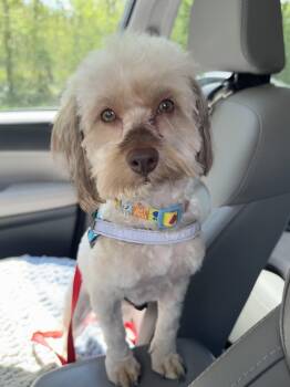 Havanese and Poodle Dogs Available for Adoption in Solon, Ohio - Milo | PetCurious