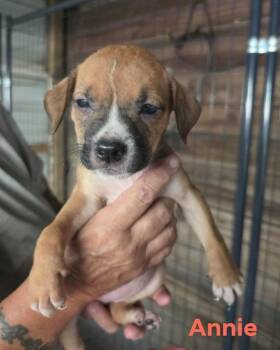 Annie -  Chocolate Labrador Retriever and Mixed Breed Dog for Adoption in Hortense, Georgia - Annie | PetCurious