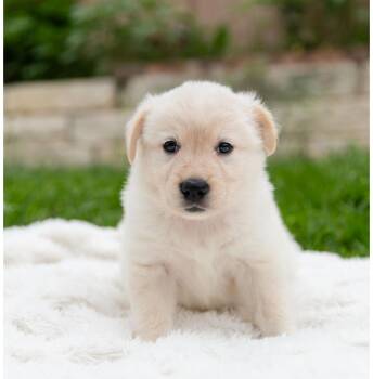 Corgi and Australian Cattle Dog Blue Heeler Dogs Available for Adoption in Pflugerville, Texas - Misty | PetCurious