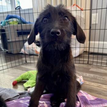 Poodle and Shepherd Dogs Available for Adoption - Gabriela | PetCurious