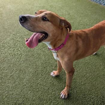Great Dane Dogs Available for Adoption in Lakeland, Florida - Sammy | PetCurious