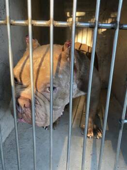 CABECAO -  Pit Bull Terrier Dog for Adoption in Indianapolis, Indiana - CABECAO | PetCurious