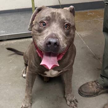 Zero -  Pit Bull Terrier Dog for Adoption in Yuma, Arizona - Zero | PetCurious