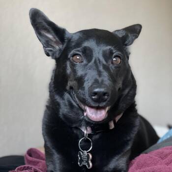 Whis (weece) -  Chow Chow and Rat Terrier Dog for Adoption in Reno, Nevada - Whis (weece) | PetCurious