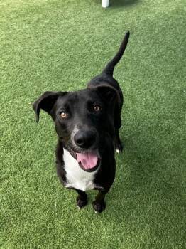 ROKY -  Mixed Breed Dog for Adoption in Dallas, Texas - ROKY | PetCurious