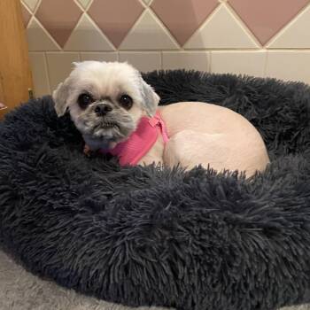 Ginger -  Lhasa Apso Dog for Adoption in Raleigh, North Carolina - Ginger | PetCurious