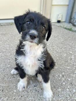 Coca-Cola -  Labradoodle and Mixed Breed Dog for Adoption in Union Grove, Wisconsin - Coca-Cola | PetCurious