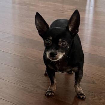 Ricky Ricardo -  Chihuahua Dog for Adoption in Baton Rouge, Louisiana - Ricky Ricardo | PetCurious