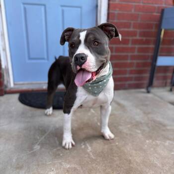 Vada -  American Staffordshire Terrier Dog for Adoption in Martinez, California - Vada | PetCurious
