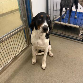 Gilbert -  Coonhound Dog for Adoption in Rocky Mount, Virginia - Gilbert | PetCurious