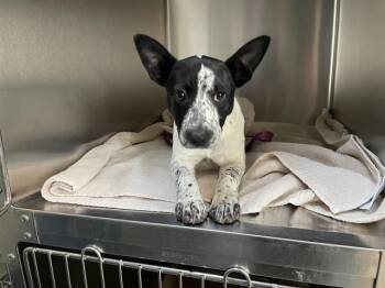 Australian Cattle Dog Blue Heeler and Mixed Breed Dogs Available for Adoption - A527533 | PetCurious