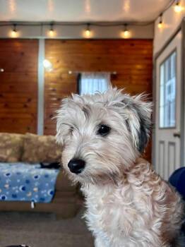 Rosie -  Maltese and Poodle Dog for Adoption in Deerfield, Wisconsin - Rosie | PetCurious