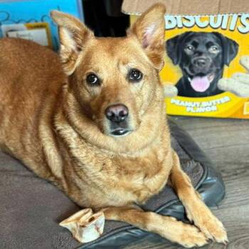 CASSIE -  Labrador Retriever and Akita Dog for Adoption in Hamilton, New Jersey - CASSIE | PetCurious