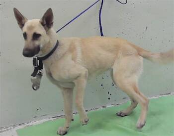 TYGA -  Belgian Shepherd Malinois and Mixed Breed Dog for Adoption in Houston, Texas - TYGA | PetCurious
