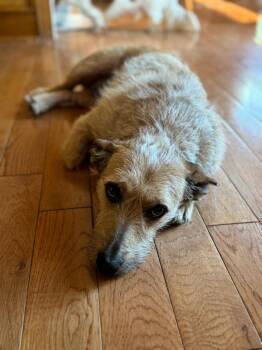 Wirehaired Terrier Dogs Available for Adoption in Blue Springs, Missouri - Bunny | PetCurious