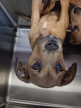 Labrador Retriever and Mixed Breed Dogs Available for Adoption in Houston, Texas - BLANCA | PetCurious