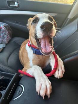 Baylor -  Mixed Breed Dog for Adoption in Northwood, New Hampshire - Baylor | PetCurious