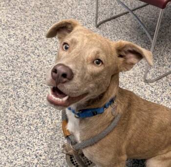 Labrador Retriever Dogs Available for Adoption in Golden, Colorado - Saint | PetCurious