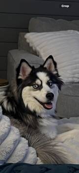 Rescue Pomeranian and Husky Dogs for Adoption in Royal Oak, Michigan - Sky | PetCurious