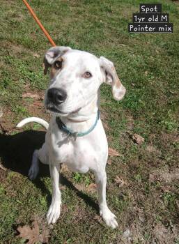 Rescue English Pointer Dogs for Adoption in Saint Clairsville, Ohio - Spot | PetCurious