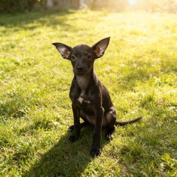 JALAPENO -  Chihuahua Dog for Adoption in Chandler, Arizona - JALAPENO | PetCurious