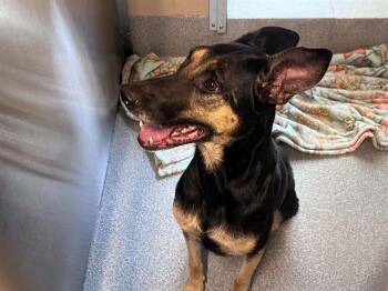 ELSA -  German Shepherd Dog and Doberman Pinscher Dog for Adoption in Tustin, California - ELSA | PetCurious