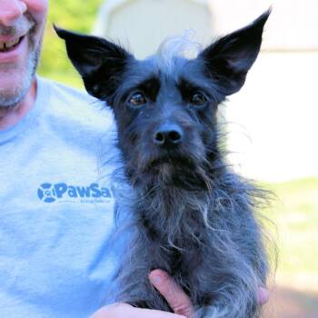 CT Bell - 12lbs -  Terrier Dog for Adoption in Eastford, Connecticut - CT Bell - 12lbs | PetCurious