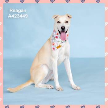 Reagan *Available Soon* -  Labrador Retriever and Mixed Breed Dog for Adoption in Dover, New Hampshire - Reagan *Available Soon* | PetCurious