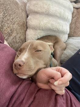 Pit Bull Terrier and Chihuahua Dogs Available for Adoption in Covington, Louisiana - Honey | PetCurious