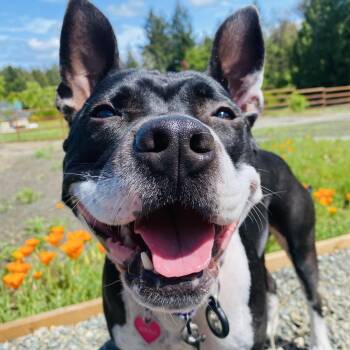 Winnie -  Pit Bull Terrier and Mixed Breed Dog for Adoption in Port Townsend, Washington - Winnie | PetCurious