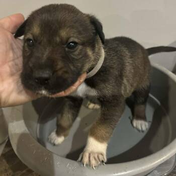 Rescue Rottweiler Dogs for Adoption in Niagara Falls, Ontario - Seltzer (20251022-01) | PetCurious