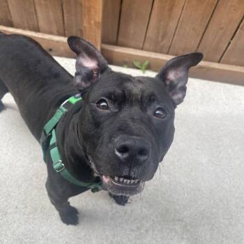 Blimpy -  Mixed Breed Dog for Adoption in Fairport, New York - Blimpy | PetCurious