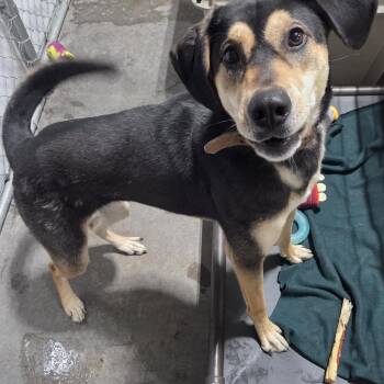 Hound and Alaskan Malamute Dogs Available for Adoption in Billings, Montana - Mocha | PetCurious