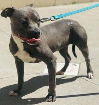 Mixed Breed Dogs Available for Adoption in West Chester, Pennsylvania - Ruth | PetCurious