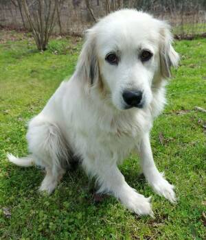 Great Pyrenees Dogs Available for Adoption - Sierra | PetCurious