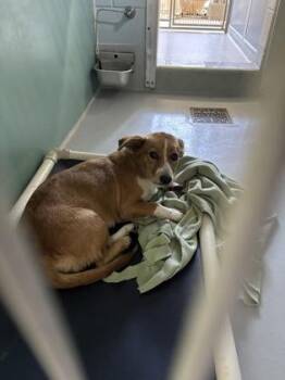 Waffles 1634-26 -  Mixed Breed Dog for Adoption in Cumming, Georgia - Waffles 1634-26 | PetCurious