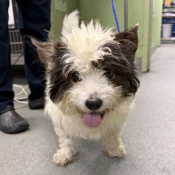 Yogi -  Shih Tzu and Jack Russell Terrier Dog for Adoption in Baton Rouge, Louisiana - Yogi | PetCurious