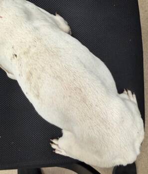 Fuchsite -  Mixed Breed Dog for Adoption in Chamblee, Georgia - Fuchsite | PetCurious