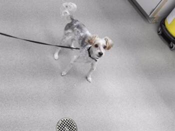CHARLIE SNEAUX BARNES -  Yorkshire Terrier Dog for Adoption in Omaha, Nebraska - CHARLIE SNEAUX BARNES | PetCurious