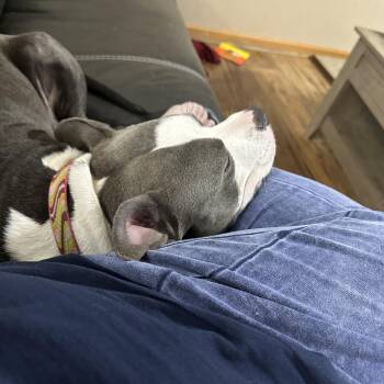 Mixed Breed Dogs Available for Adoption in Dekalb, Illinois - Tzatziki | PetCurious