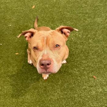 Mixed Breed Dogs Available for Adoption - Maybell | PetCurious