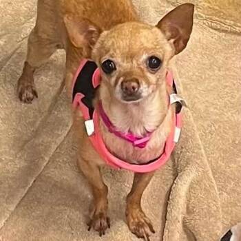 Chihuahua and Mixed Breed Dogs Available for Adoption in Las Vegas, Nevada - Ellie | PetCurious