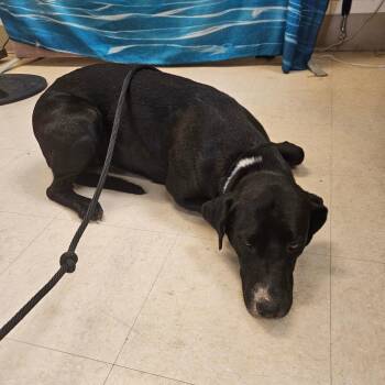 Mixed Breed Dogs Available for Adoption in Lake Panasoffkee, Florida - Shi | PetCurious