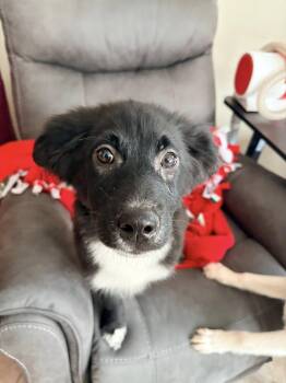 Border Collie Dogs Available for Adoption - Sasha  | PetCurious