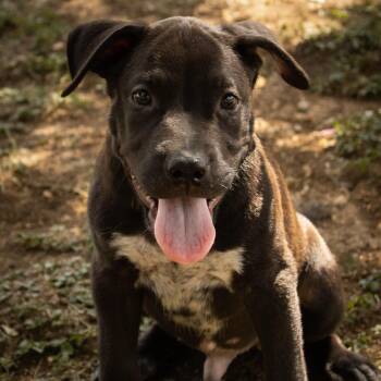 Salem -  American Staffordshire Terrier Dog for Adoption in Martinez, California - Salem | PetCurious