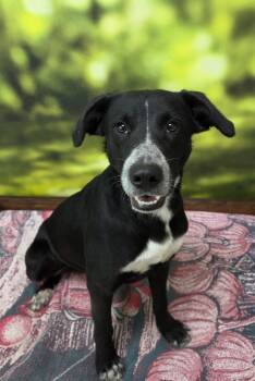 Rescue Hound Dogs for Adoption in Little Rock, Arkansas - Icarus | PetCurious