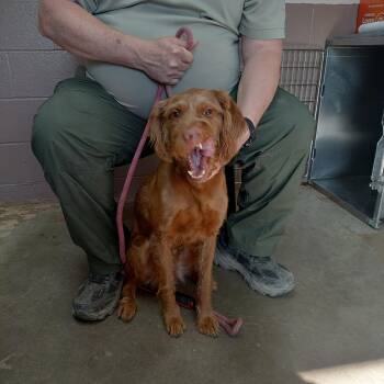Wirehaired Vizsla Dogs Available for Adoption in Carrollton, Ohio - 26-035 | PetCurious